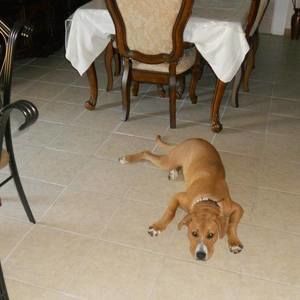 Meet your Posher, Elmando